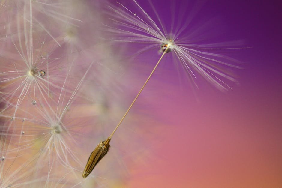 Close-up image of dandelion seeds and dewdrop against a vibrant purple and orange background.